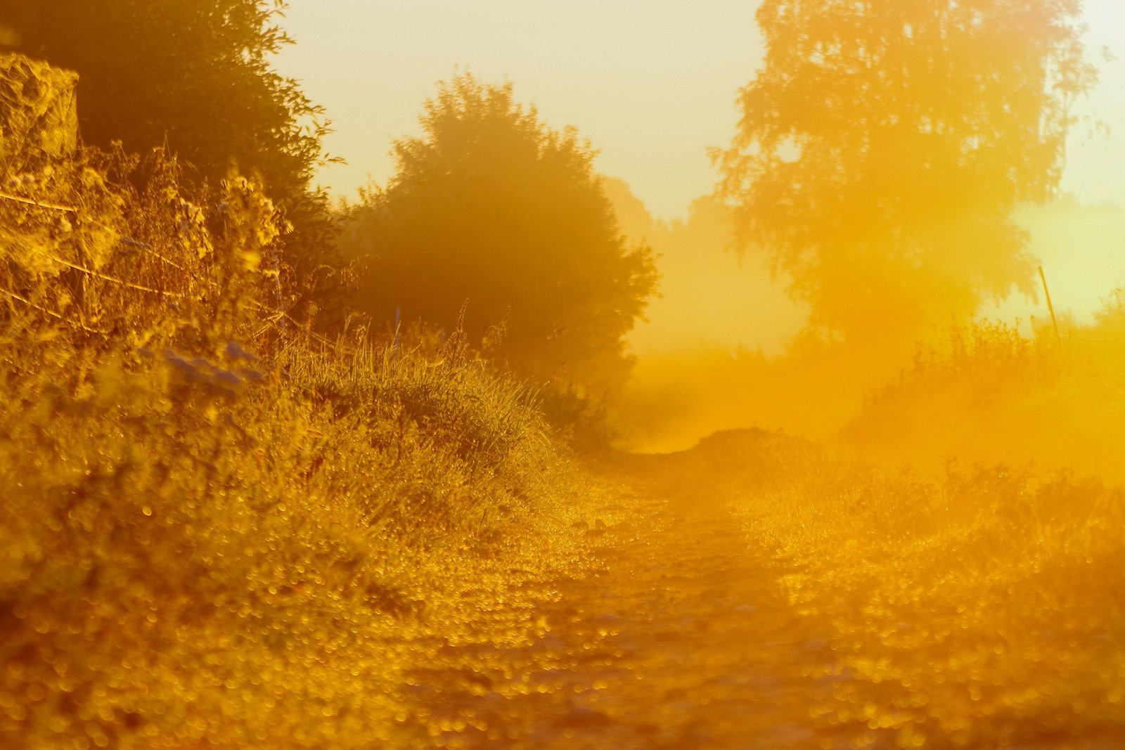 A track running through a misty field at sunrise
